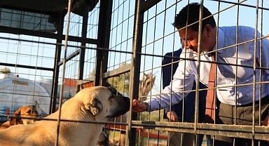 Muğla Büyükşehir'den 3 bin 779 can dosta yeni yuva