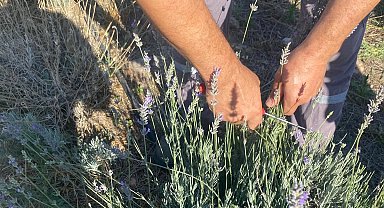 Muğla Milas Belediyesi lavanta hasadı gerçekleştirdi