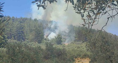Muğla'da orman yangını