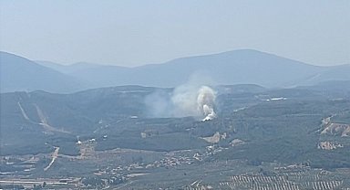 Muğla'da orman yangını