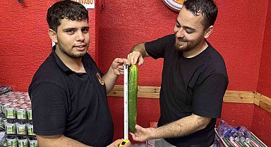 Muratlı'da dev salatalık görenleri hayrete düşürdü