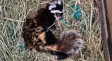 Muş'ta nesli tehlike altındaki 'alaca sansar' görüntülendi