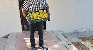 Mut'ta beyaz incir hasadı başladı