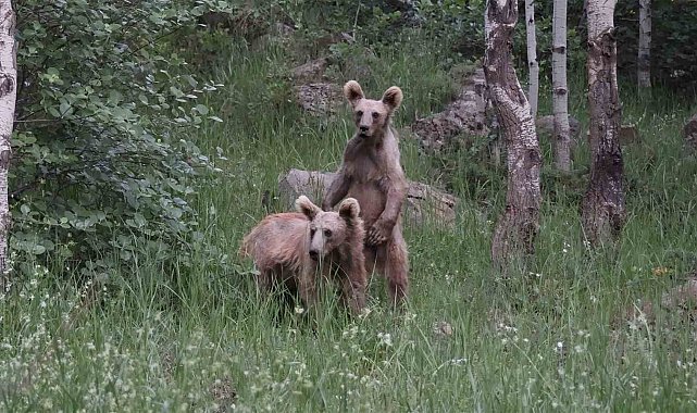 Nemrut'ta aç kalan boz ayılar çöplere dadandı