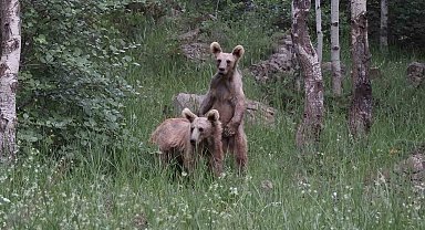Nemrut'ta aç kalan boz ayılar çöplere dadandı