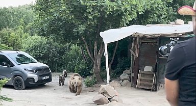 Nemrut'taki ayılar bu kez belgeselcilere saldırdı