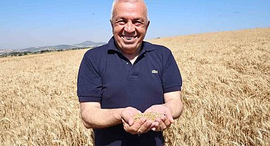 Nilüfer'de buğday hasadı başladı