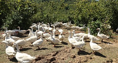 Ordu'da alım garantili kaz yetiştiriciliği üreticiye güven veriyor