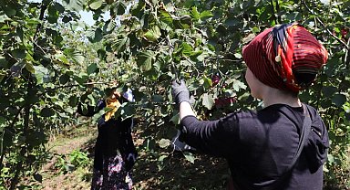 Ordu'da 'Fındık Dalda' projesine rekor başvuru