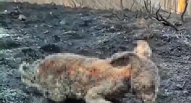 Orman yangınında yürek burkan görüntü