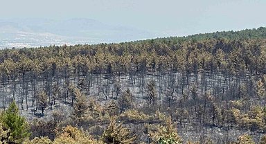 Orman yangınında zarar gören alanlar için yeşillendirme çalışması başlatıldı