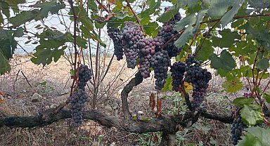 Osmancık karası üzümü, Türkiye Tohum Gen Bankasına kaydedildi