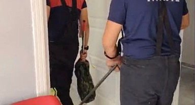 Osmaniye'de aile sağlığı merkezine giren yılan paniğe neden oldu