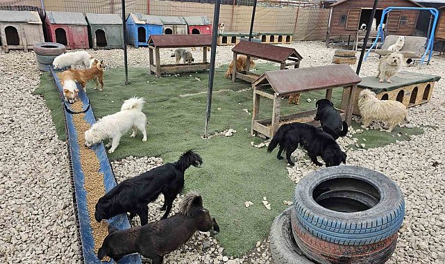Potadan Patiye Projesi ile Hepsiburada'dan sokak hayvanlarına 4 tonu aşan mama desteği
