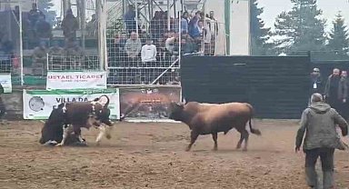 Rakibinden kaçan boğa, bakıcısını boynuzla yere serdi