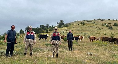 Refahiye'de kaybolan 19 büyükbaş hayvan Giresun il sınırında bulundu