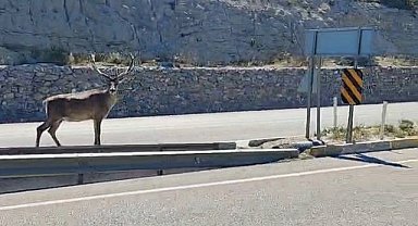 Refüjde geyik gören sürücüler cep telefonlarına sarıldı
