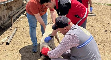 Sahipli hayvanlar için kuduz aşısı ve mikroçip uygulaması devam ediyor