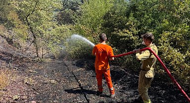 Sakarya Adapazarı'ndaki orman yangını kontrol altında