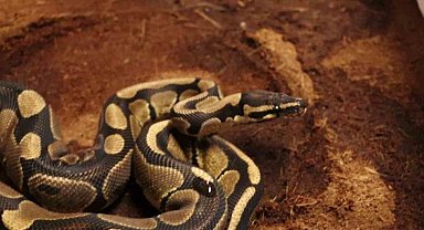 Sakarya'da 6 ayda bin 220 şüpheli yakalandı, 141'i tutuklandı