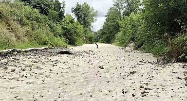 Sakarya'da korkutan manzara: Doğaseverlerin gözdesi kurudu