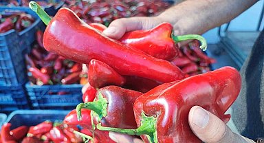 Salçalık biber sezonu başladı