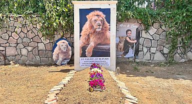 Saldırdığı çiftçiyi yaraladıktan sonra öldürülen aslanın sahibi evinin önüne temsili mezar yaptırdı