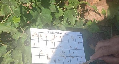 Salihli'de bağcılara salkım güvesi ve unlu bit uyarısı