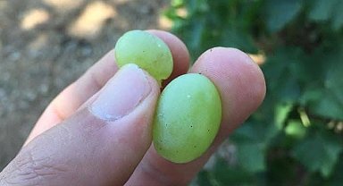 Salihli'de üreticilere kritik uyarı! Salkım güvesi için ilaçlama zamanı