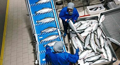 Samsun, su ürünleri ihracatında çıtayı yükseltiyor