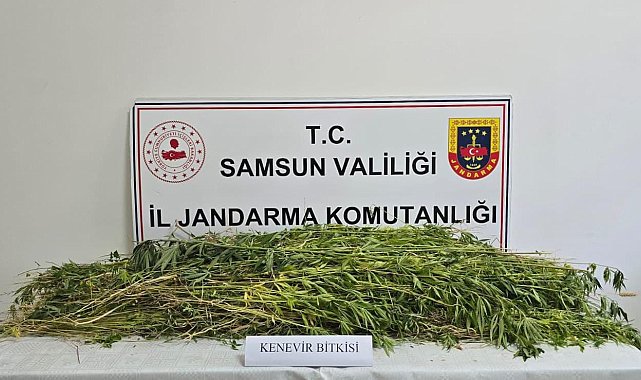 Samsun'da 5 bin 608 kök kenevir bitkisi ele geçirildi