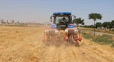 Şanlıurfa'da anıza doğrudan mısır ekildi