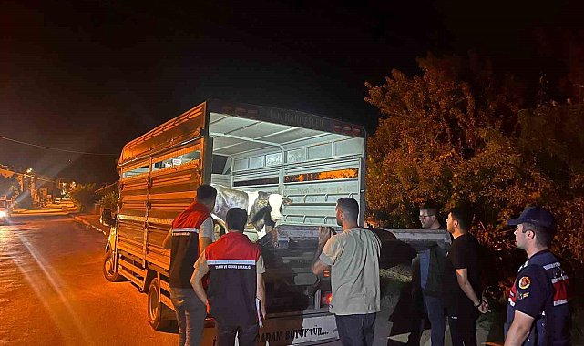 Şap hastalığı tedbirlerine uymadı 105 bin lira para cezası kesildi