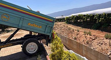 Sarıgöl'de şaraplık üzüm alımları başladı