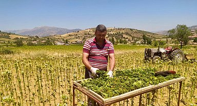 Sarıgöl'de tütün kırımı başladı
