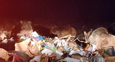 Sarıkamış'ta tehlikeye aldırış etmeden boz ayıları görüntülediler