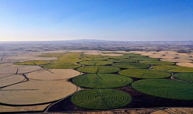 Sarıya boyanan araziler yeni evlenen çiftlerin akınına uğruyor