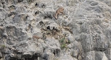Sarp kayalıkların usta tırmanışçıları görüntülendi
