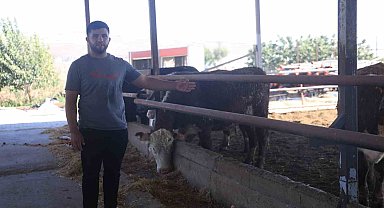 Sevkiyat sırasında firar eden ve 1 aydır haber alınamayan angusların sahibi: "Bu cins hayvanlar aşırı hırçın oluyor, görenler kaçsınlar"