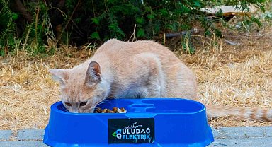 Sıcak yaz günlerinde can dostlara destek