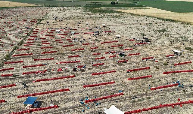 Sıcaklıkların 40 dereceyi geçtiği Amik Ovası'nda soğan hasadı devam ediyor