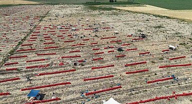 Sıcaklıkların 40 dereceyi geçtiği Amik Ovası'nda soğan hasadı devam ediyor