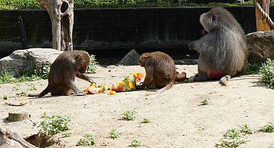 Sıcaktan bunalan hayvanların buzlu meyve keyfi