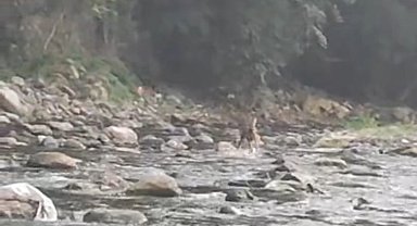 Sıcaktan bunalan karaca serinlemek için girdiği derede görüntülendi