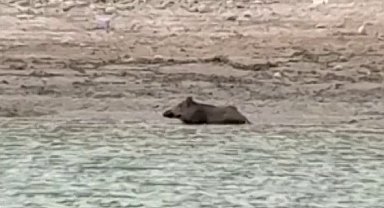 Sıcaktan bunalan yaban domuzu gölde serinledi