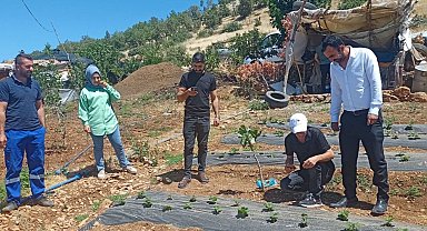 Siirt'te bitkisel üretim alanlarında hastalık ve zararlı takibi sürüyor