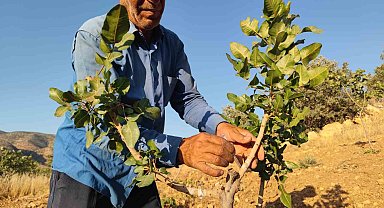 Siirt'te fıstık aşılama çalışmaları sürüyor