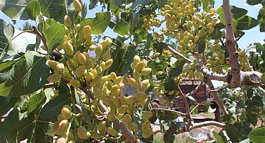 Siirt'te fıstık için rekolte tespit çalışmaları sürüyor