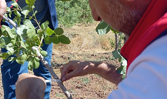 Siirt'te fıstık üreticilerine uygulamalı eğitim