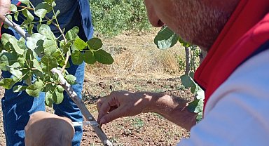 Siirt'te fıstık üreticilerine uygulamalı eğitim